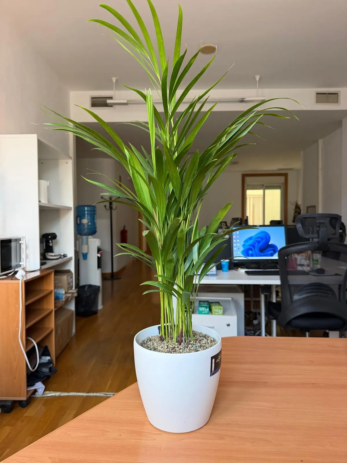 Palmera areca en sustrato mineral sobre una mesa de oficina