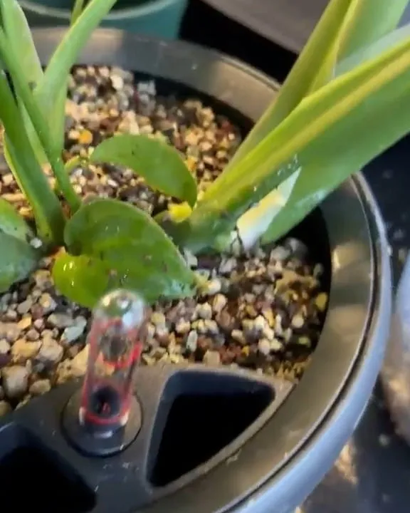 Trasplante de una planta a sustrato mineral con indicador de nivel de agua